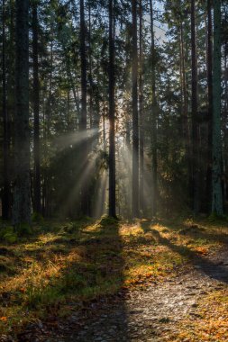 Güney Bohemya 'da yaprak ve iğne ormanlarında güneş ışığı soğuk kış gününde parlar.