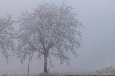 Buz gibi beyaz kar ağaçları ve çayır Tisa köyü yakınlarında kış sabahı.