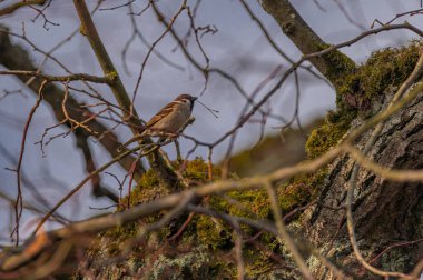 Taze ağaçta mavi gökyüzü olan genç bahar kuşları