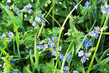 Bir alandaki mavi çiçek 