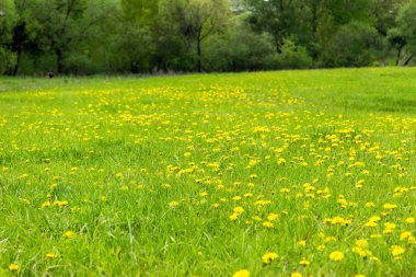 Çayırdaki Karahindiba