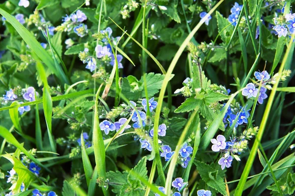 Bir alandaki mavi çiçek 