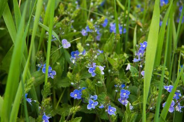 Bir alandaki mavi çiçek