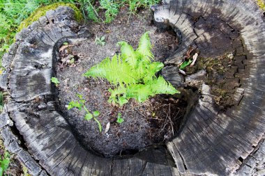 bir ağaç kütüğü üzerinde büyüyen bir eğrelti