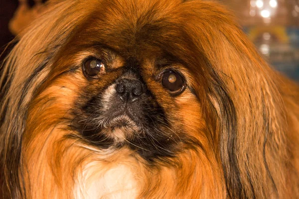 Cão de estimação raça um Pekingese — Fotografia de Stock