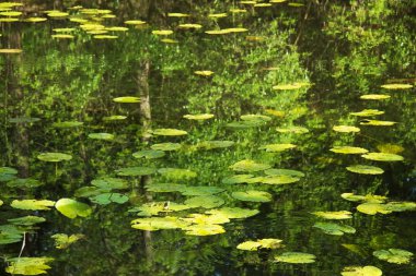 su yüzeyinde yüzen bırakır
