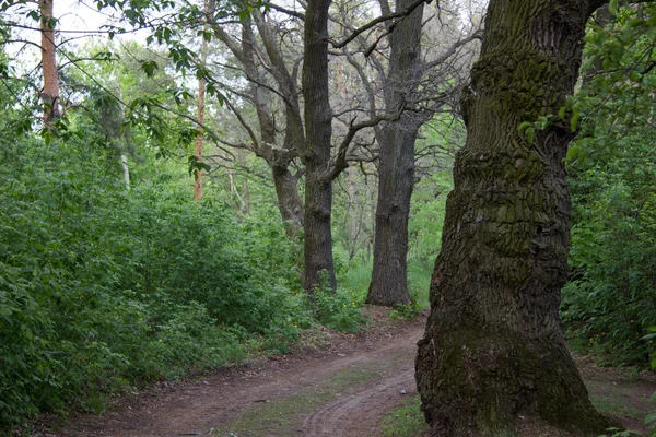 Road in a dark forest — Stock Photo, Image