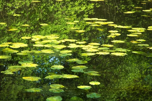 Foglie galleggianti sulla superficie dell'acqua — Foto Stock