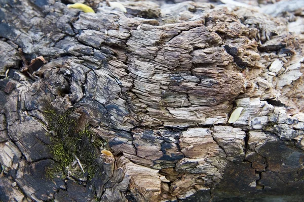 Текстура стебля дерева — стоковое фото