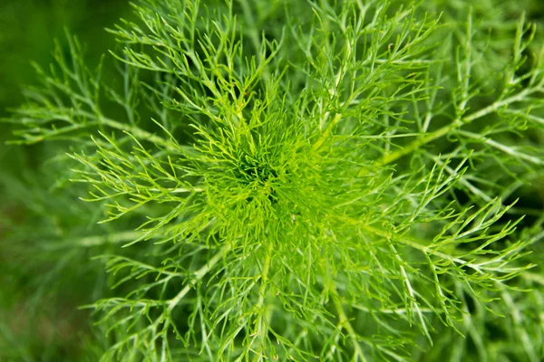 Fresh green dill on a meadow Stock Picture