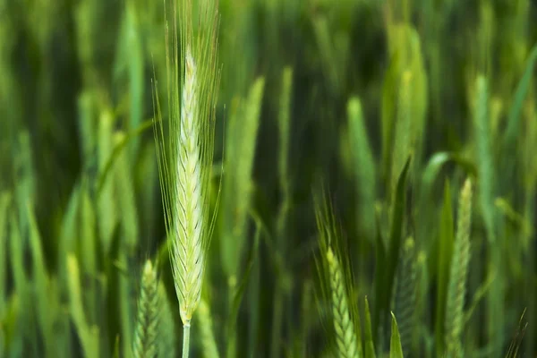 Caules de trigo Farm Nature — Fotografia de Stock