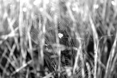 çim arka plan üzerinde şafakta örümcek ağı