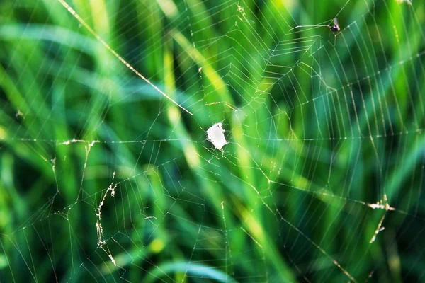 Spindelnät på bakgrunden av gräs i gryningen — Stockfoto