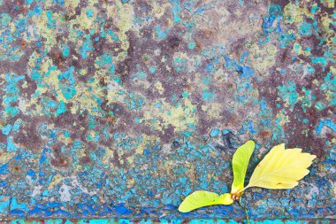 bir arka plan üzerinde akçaağaç tohumu