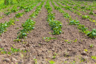 sebze bahçesinde bitki patates