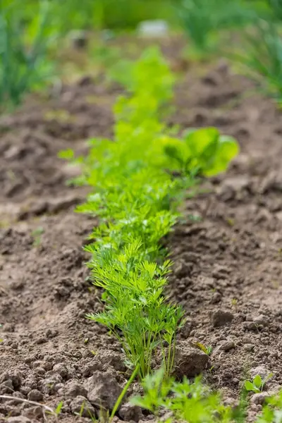 Carrot plant in the vegetable garden — Stock Photo, Image