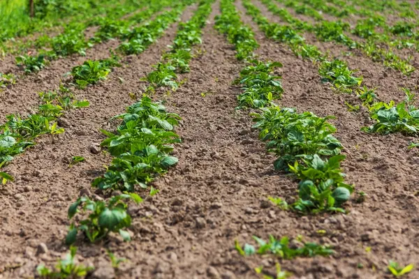 Plantar batatas na horta — Fotografia de Stock