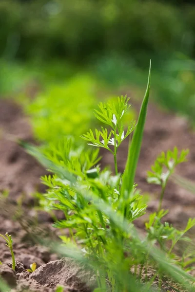 Carrot plant in the vegetable garden — Stock Photo, Image