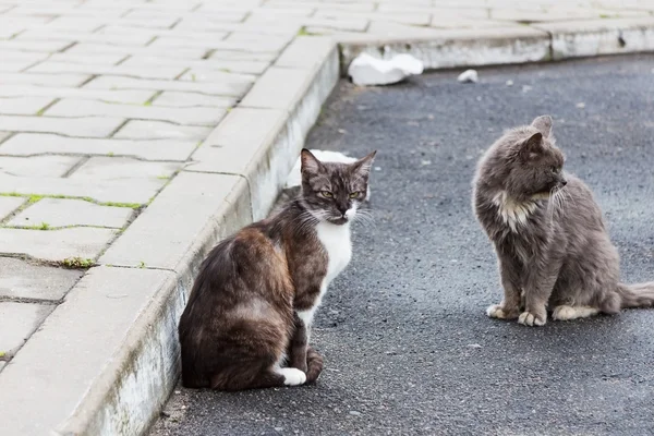 Οδός γάτα συνεδρίαση στην άσφαλτο — Φωτογραφία Αρχείου