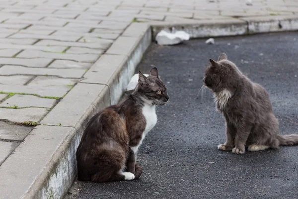 Уличная кошка сидит на асфальте — стоковое фото