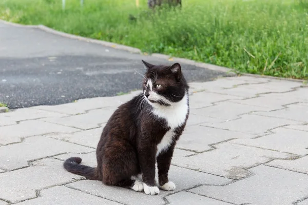 Kucing jalanan duduk di aspal — Stok Foto