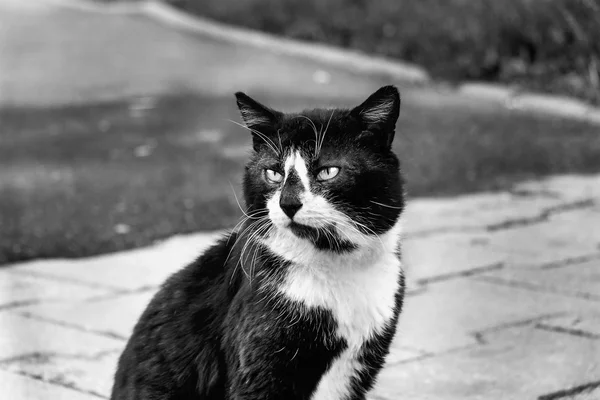 Уличная кошка сидит на асфальте — стоковое фото