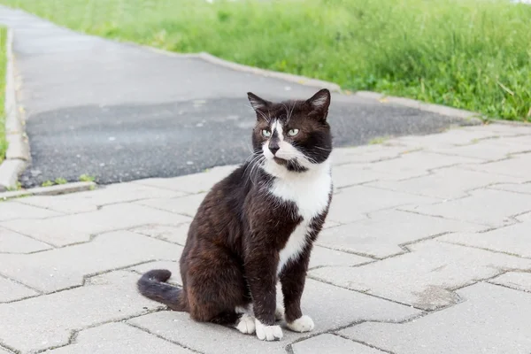 Уличная кошка сидит на асфальте — стоковое фото