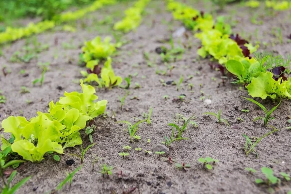 Lettuce leaves on a vegetable garden — Stock Photo, Image