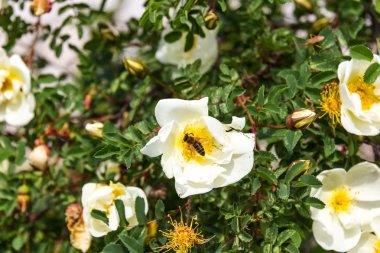 güzel çiçek bahçesi bush arka plan üzerinde beyaz gül