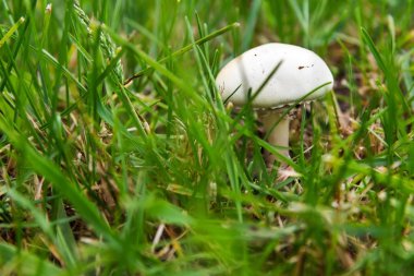Çimlerde beyaz mantar