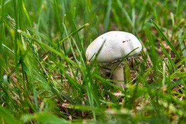 Çimlerde beyaz mantar
