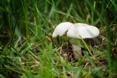 Çimlerde beyaz mantar