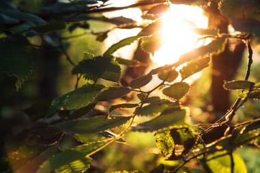 gündoğumu yakın çekim, ormandaki bitki yaprakları