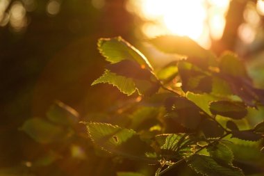 gündoğumu yakın çekim, ormandaki bitki yaprakları