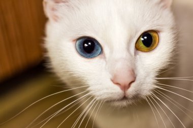 farklı renk gözlü beyaz kedi