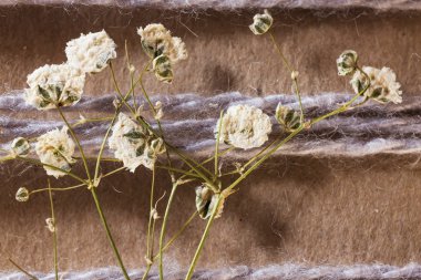 preslenmiş çiçek yakın çekim