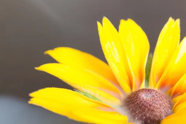 Close-up květina žlutá gerbera — Stock fotografie