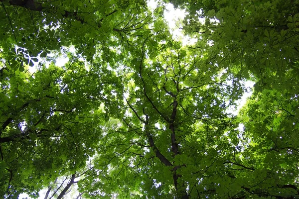 Tree foliage view from below — Stock Photo, Image