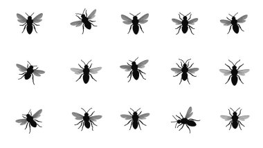 beyaz arkaplanda siyah karıncalar