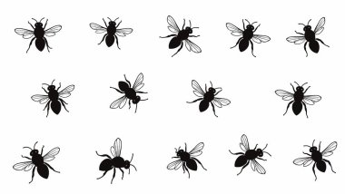set of different insects isolated on white background.