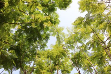 145 ağacı görüntüle