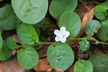 küçük çiçek 154