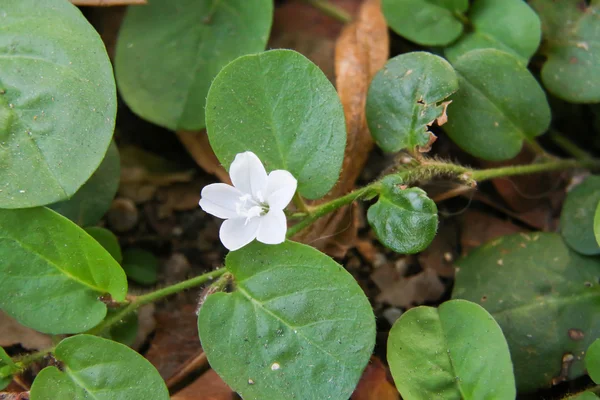 Flor blanca 155 — Foto de Stock