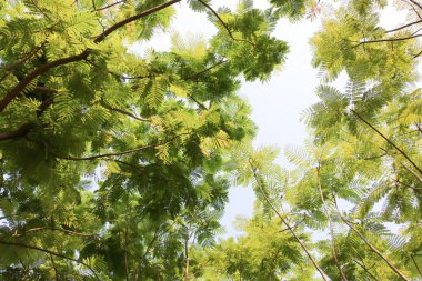 en iyi ağaç görünümü 113