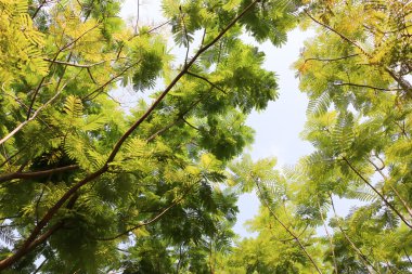 en iyi ağaç görünümü 111