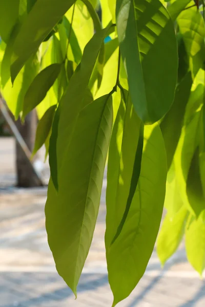 Zielony liść i słońce 116 — Zdjęcie stockowe