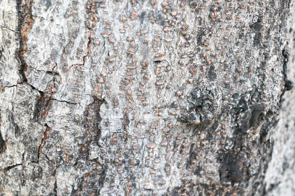 Textura de madeira 103 — Fotografia de Stock