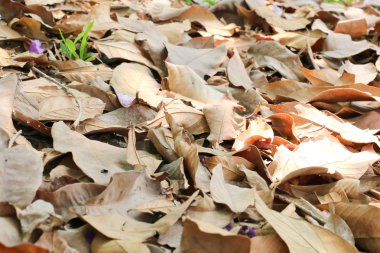 gri yaprak ve güneş ışığı 90