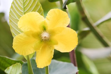 Çiçek arka plan 25