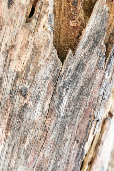 Texturu dřeva 101 — Stock fotografie